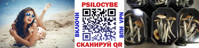 купить наркотик  Череповец  Псилоцибиновые грибы Psilocybe 